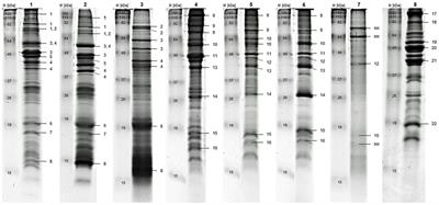 Mealworm larvae (Tenebrio molitor) and crickets (Acheta domesticus) show high total protein in vitro digestibility and can provide good-to-excellent protein quality as determined by in vitro DIAAS